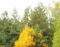 Міжрічинський парк