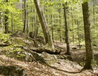 Карпатський біосферний заповідник - праліси Карпат