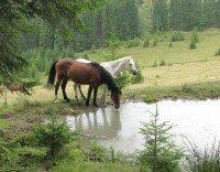 Відпустка в Карпатах. Верховина