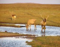 Заповідний Південь (4 дні)