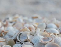 Бирючий острів