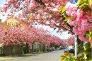 Сакура - весняне диво Закарпаття
