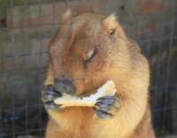 Подорож до країни бабаків