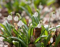 Первоцвіти Холодного Яру